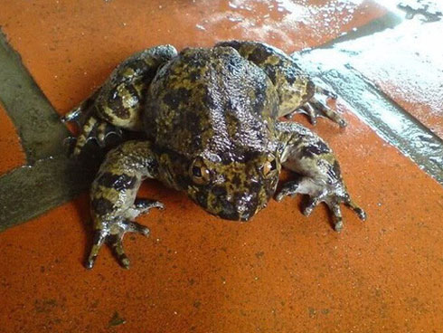 Cá còm xứ Nghệ: Đặc sản đất Việt vét túi dân sành ăn-10