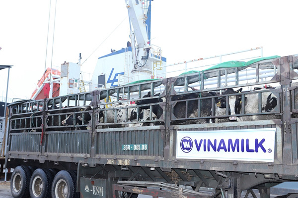 Vinamilk nhập thêm hơn 1.600 bò sữa HF và A2 từ Mỹ-2