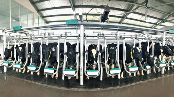 Vinamilk nhập thêm hơn 1.600 bò sữa HF và A2 từ Mỹ-3