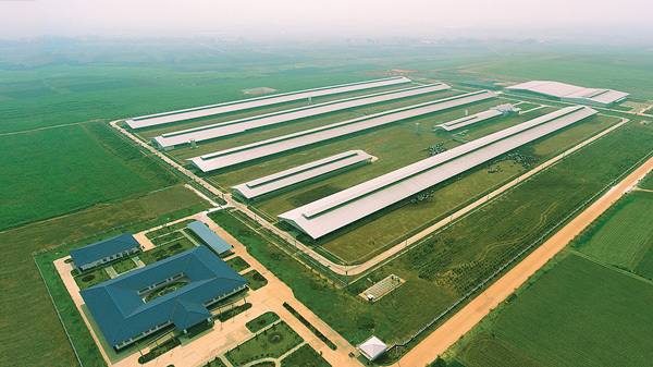 Vinamilk nhập thêm hơn 1.600 bò sữa HF và A2 từ Mỹ-4