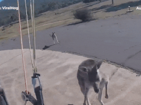 Vừa nhảy dù xuống đất, du khách bị Kangaroo chạy lại đá tới tấp