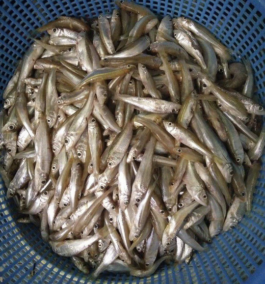 Cá còm xứ Nghệ: Đặc sản đất Việt vét túi dân sành ăn-1
