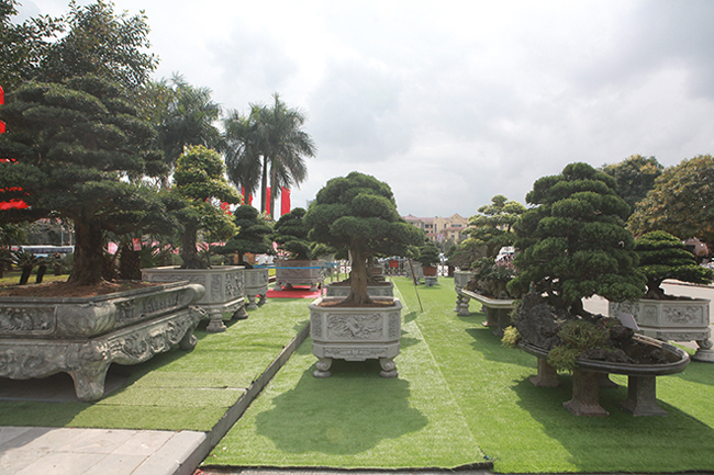 Đại gia Thái Nguyên mang cả vườn cây triệu đô đi triển lãm-1