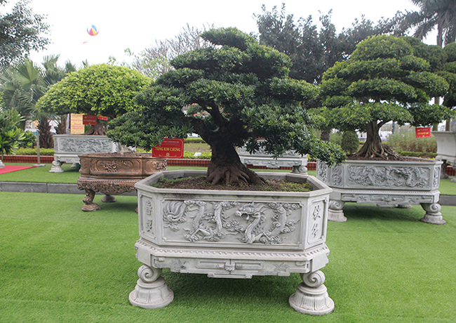 Đại gia Thái Nguyên mang cả vườn cây triệu đô đi triển lãm-10