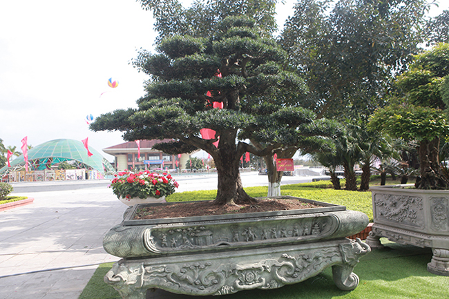 Đại gia Thái Nguyên mang cả vườn cây triệu đô đi triển lãm-11