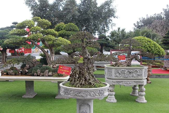 Đại gia Thái Nguyên mang cả vườn cây triệu đô đi triển lãm-12