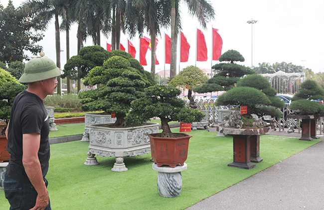 Đại gia Thái Nguyên mang cả vườn cây triệu đô đi triển lãm-13