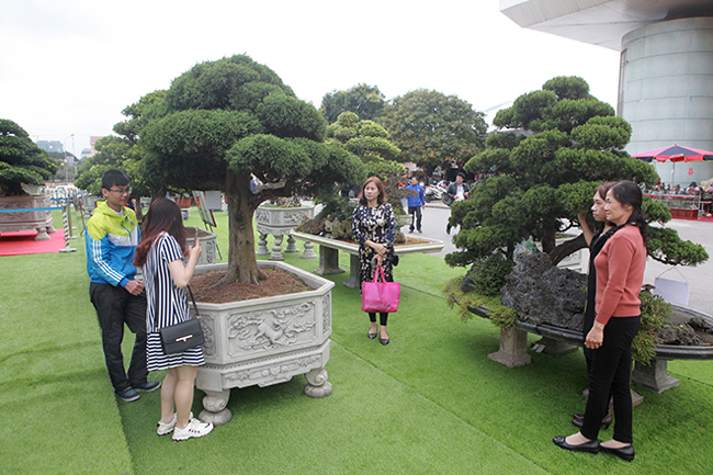 Đại gia Thái Nguyên mang cả vườn cây triệu đô đi triển lãm-3