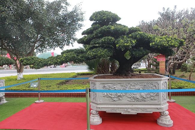 Đại gia Thái Nguyên mang cả vườn cây triệu đô đi triển lãm-4