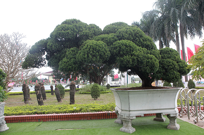 Đại gia Thái Nguyên mang cả vườn cây triệu đô đi triển lãm-5