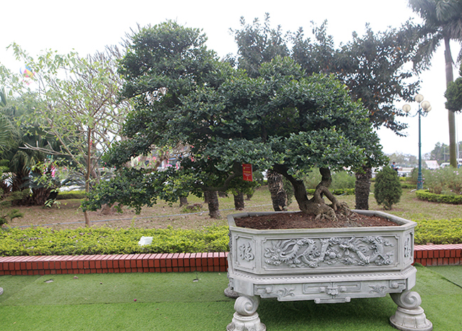 Đại gia Thái Nguyên mang cả vườn cây triệu đô đi triển lãm-6