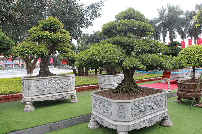 Đại gia Thái Nguyên mang cả vườn cây triệu đô đi triển lãm-7