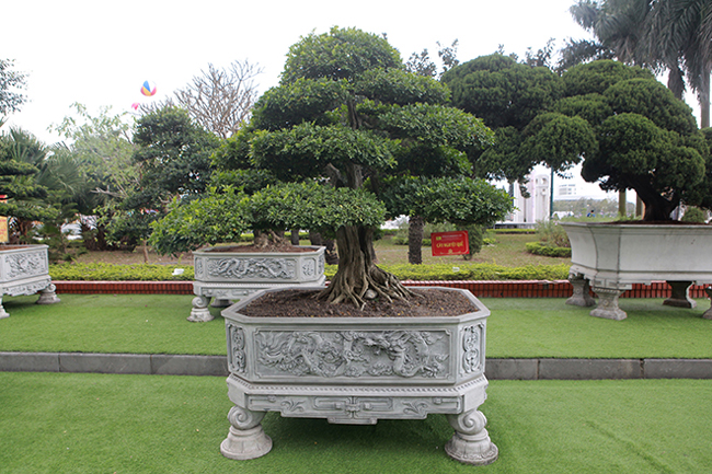 Đại gia Thái Nguyên mang cả vườn cây triệu đô đi triển lãm-8