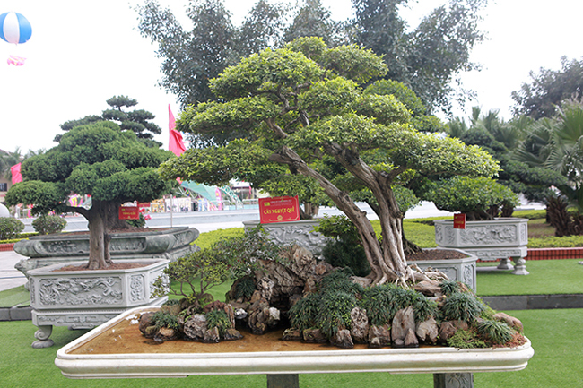 Đại gia Thái Nguyên mang cả vườn cây triệu đô đi triển lãm-9