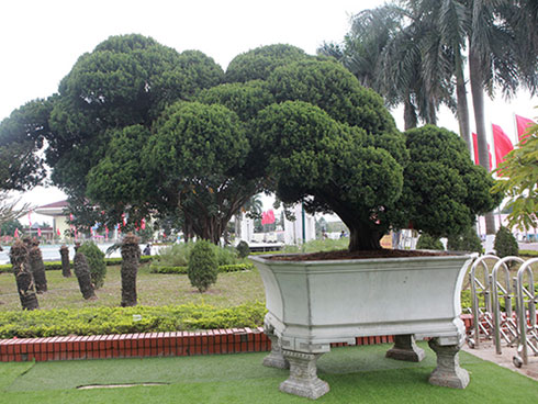 Cây khế khủng sai trĩu quả, trả 1,6 tỷ đồng không bán-12