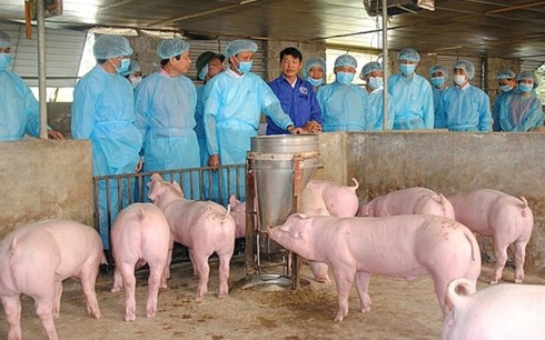 Hà Nội: Một bộ phận người chăn nuôi giấu việc lợn mắc dịch tả châu Phi-1