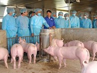 Hà Nội: Một bộ phận người chăn nuôi giấu việc lợn mắc dịch tả châu Phi