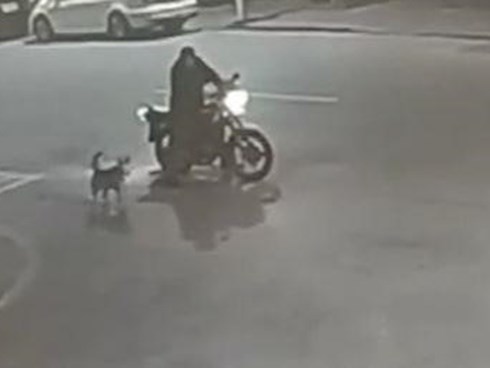 Bi hài bị cảnh sát bắt vì...cãi nhau tay đôi với chó