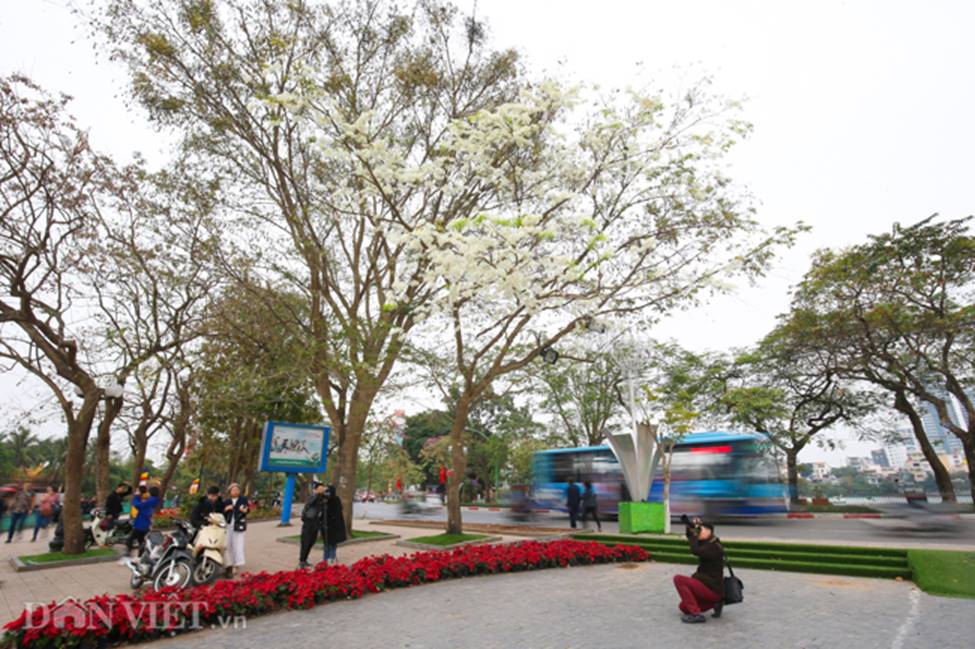 Ảnh: Tháng 3 - mùa hoa sưa nở trắng trời Hà Nội-1