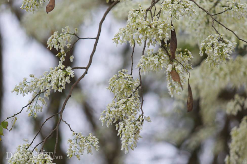 Ảnh: Tháng 3 - mùa hoa sưa nở trắng trời Hà Nội-3