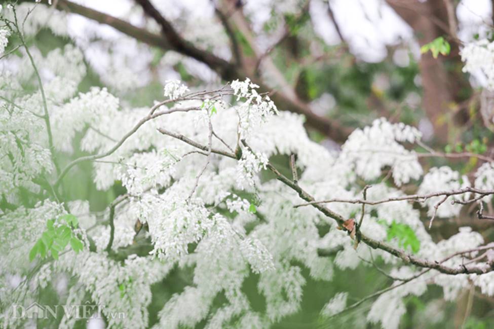Ảnh: Tháng 3 - mùa hoa sưa nở trắng trời Hà Nội-4
