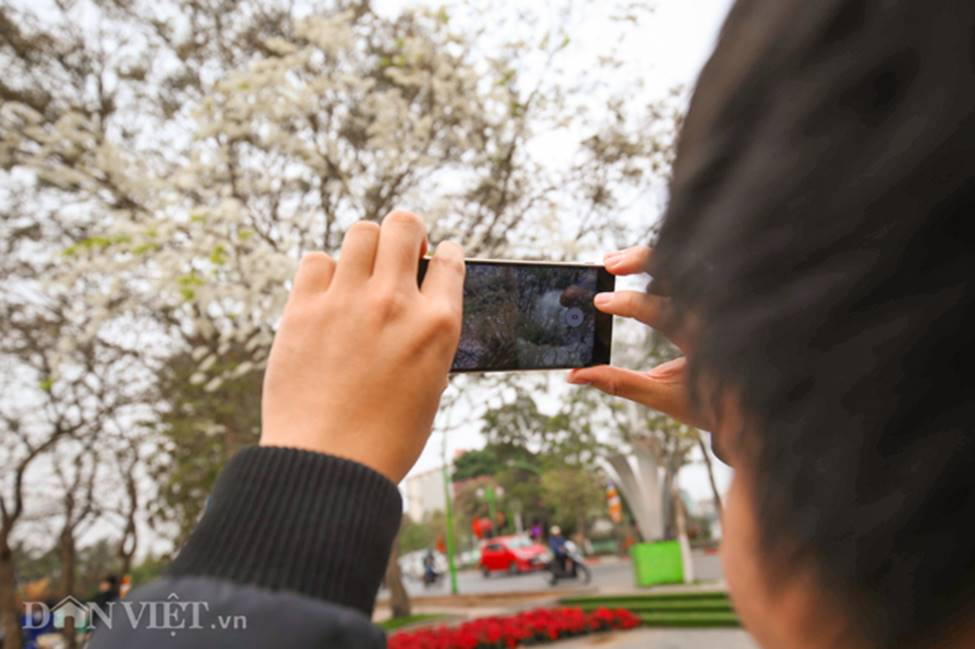 Ảnh: Tháng 3 - mùa hoa sưa nở trắng trời Hà Nội-5