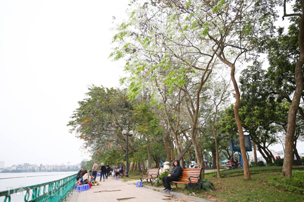 Ảnh: Tháng 3 - mùa hoa sưa nở trắng trời Hà Nội-6