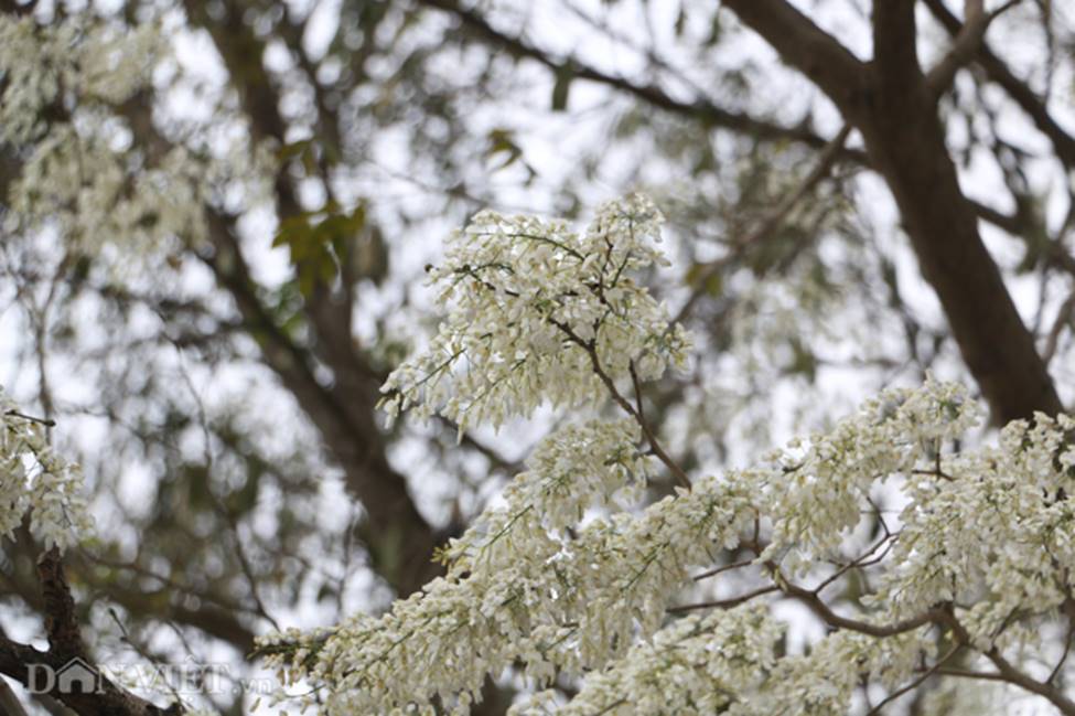 Ảnh: Tháng 3 - mùa hoa sưa nở trắng trời Hà Nội-10