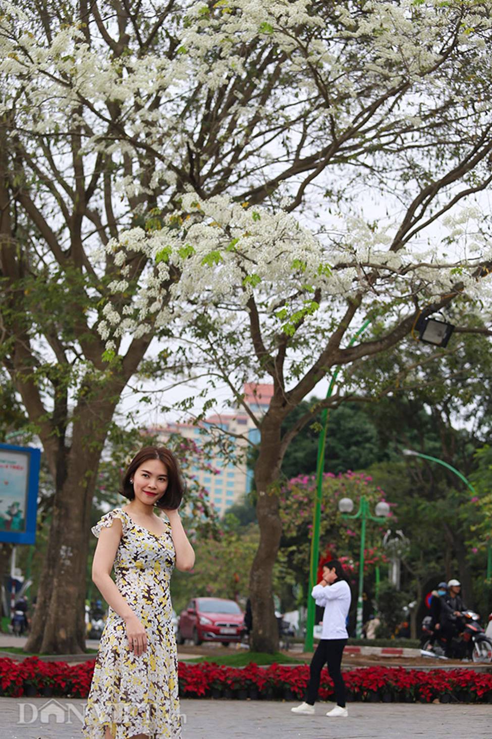 Ảnh: Tháng 3 - mùa hoa sưa nở trắng trời Hà Nội-12