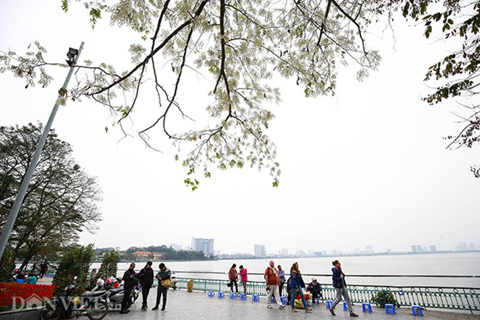 Ảnh: Tháng 3 - mùa hoa sưa nở trắng trời Hà Nội-13