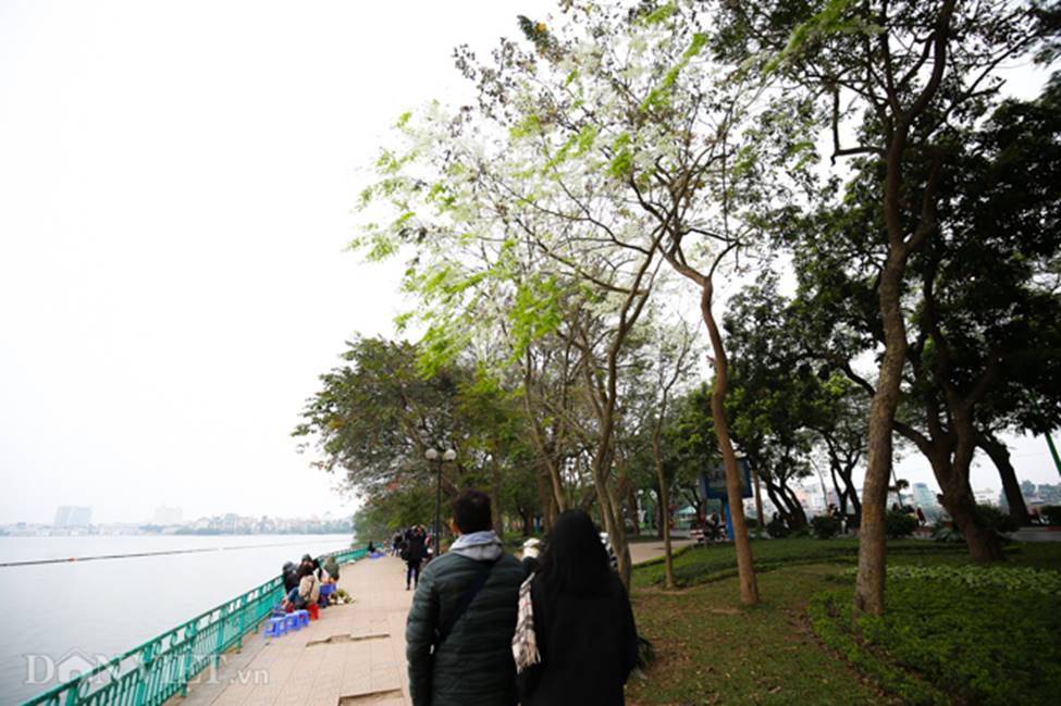 Ảnh: Tháng 3 - mùa hoa sưa nở trắng trời Hà Nội-8