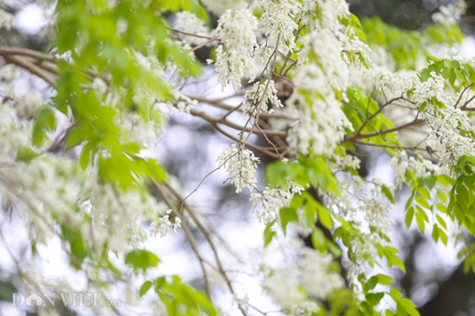 Ảnh: Tháng 3 - mùa hoa sưa nở trắng trời Hà Nội-9