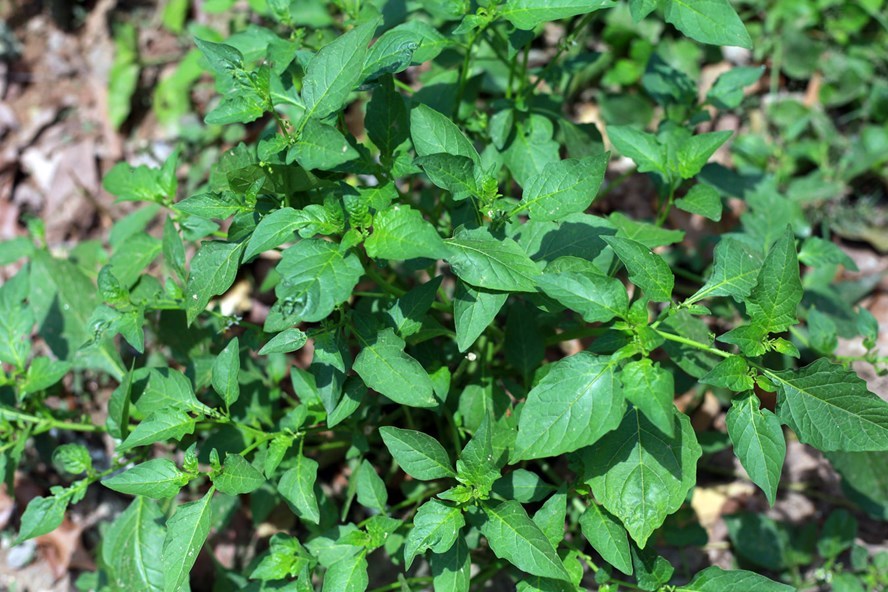 Rau dớn, bò khai, tầm bóp giá đắt cắt cổ đang cháy hàng ở Thủ đô-4