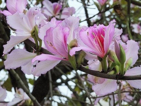 Hoa ban nở tím biếc tháng 3, chuyên gia Đông y gợi ý hãy tận dụng để làm thuốc chữa bệnh