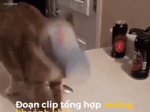 Những khoảnh khắc hài hước của động vật khiến bạn không thể nhịn cười