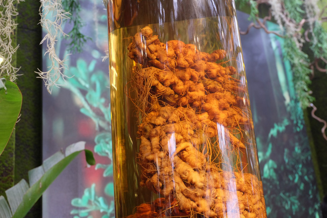 Sâm Ngọc Linh đi máy bay về Hà Nội, giá cả trăm triệu đồng/kg-1