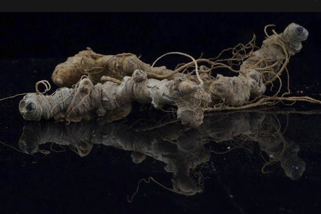 Sâm Ngọc Linh đi máy bay về Hà Nội, giá cả trăm triệu đồng/kg-2