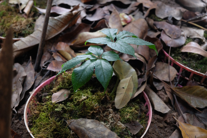 Sâm Ngọc Linh đi máy bay về Hà Nội, giá cả trăm triệu đồng/kg-3