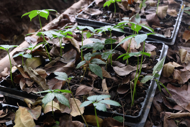 Sâm Ngọc Linh đi máy bay về Hà Nội, giá cả trăm triệu đồng/kg-5