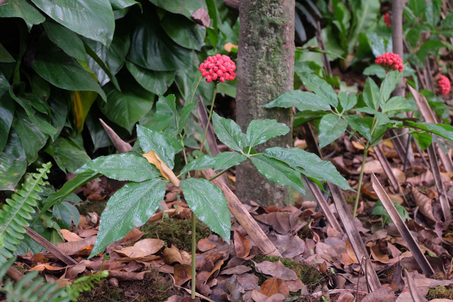Sâm Ngọc Linh đi máy bay về Hà Nội, giá cả trăm triệu đồng/kg-6