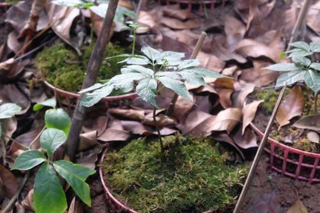 Sâm Ngọc Linh đi máy bay về Hà Nội, giá cả trăm triệu đồng/kg-7