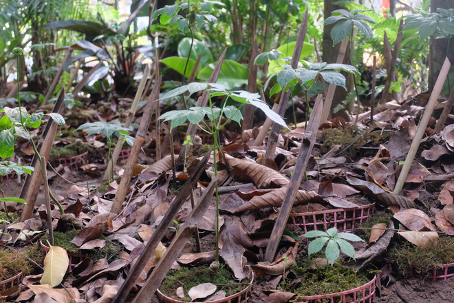 Sâm Ngọc Linh đi máy bay về Hà Nội, giá cả trăm triệu đồng/kg-8