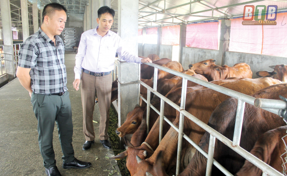 Chuyện lạ ở Thái Bình: Đại gia bất động sản về quê...chăn bò-1
