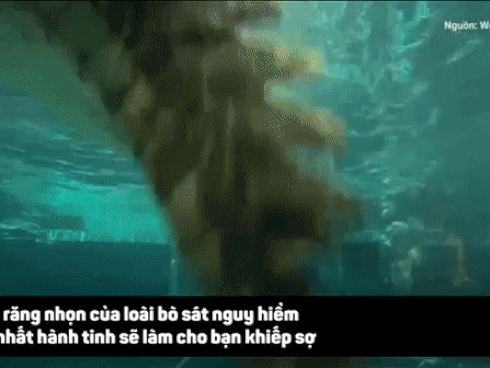 Bơi cùng cá sấu trong 