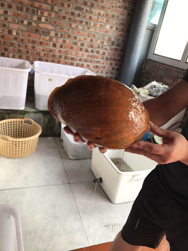Con ốc kỳ lạ ở Quảng Ninh: Khổng lồ, 6 người ăn không hết?-1