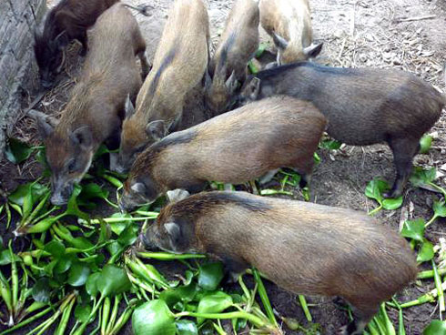 Sang Nhật thấy một cây bèo giá 21.000 đồng, cô gái gọi mẹ: Xem thôi không có tiền mua đâu-6