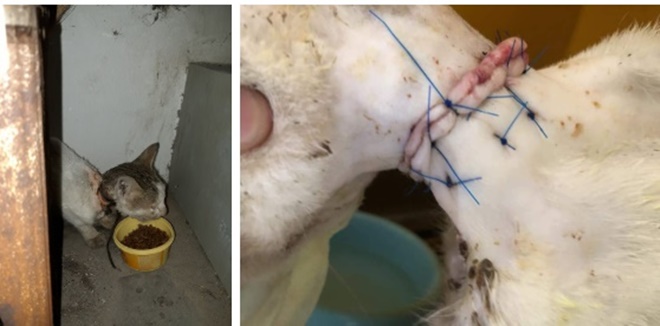 4 tuần hồi sinh kì diệu của chú mèo bị siết cổ, thịt thối rữa thành thú cưng chuẩn sang chảnh-1