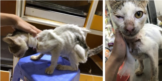 4 tuần hồi sinh kì diệu của chú mèo bị siết cổ, thịt thối rữa thành thú cưng chuẩn sang chảnh-2