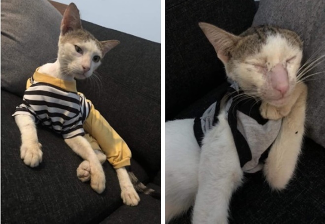 4 tuần hồi sinh kì diệu của chú mèo bị siết cổ, thịt thối rữa thành thú cưng chuẩn sang chảnh-3