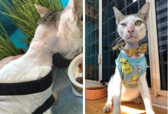 4 tuần hồi sinh kì diệu của chú mèo bị siết cổ, thịt thối rữa thành thú cưng chuẩn sang chảnh-4